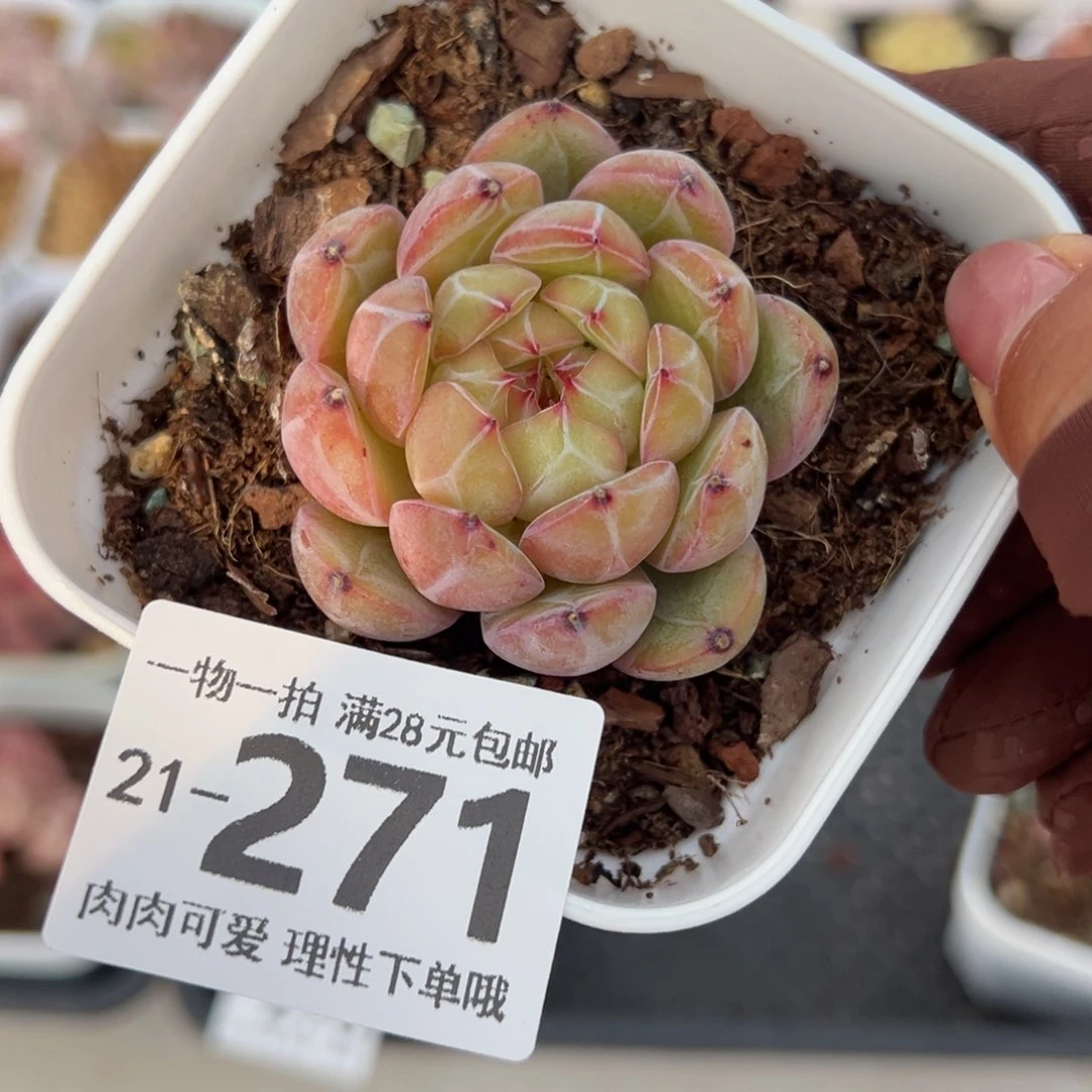 雪花珍妮多肉多肉多肉