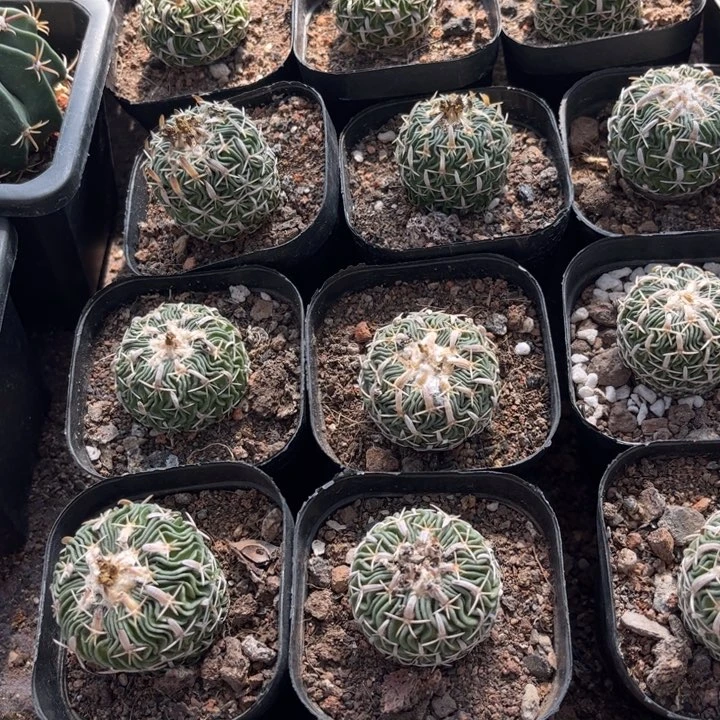 实生太刀岚好养皮实