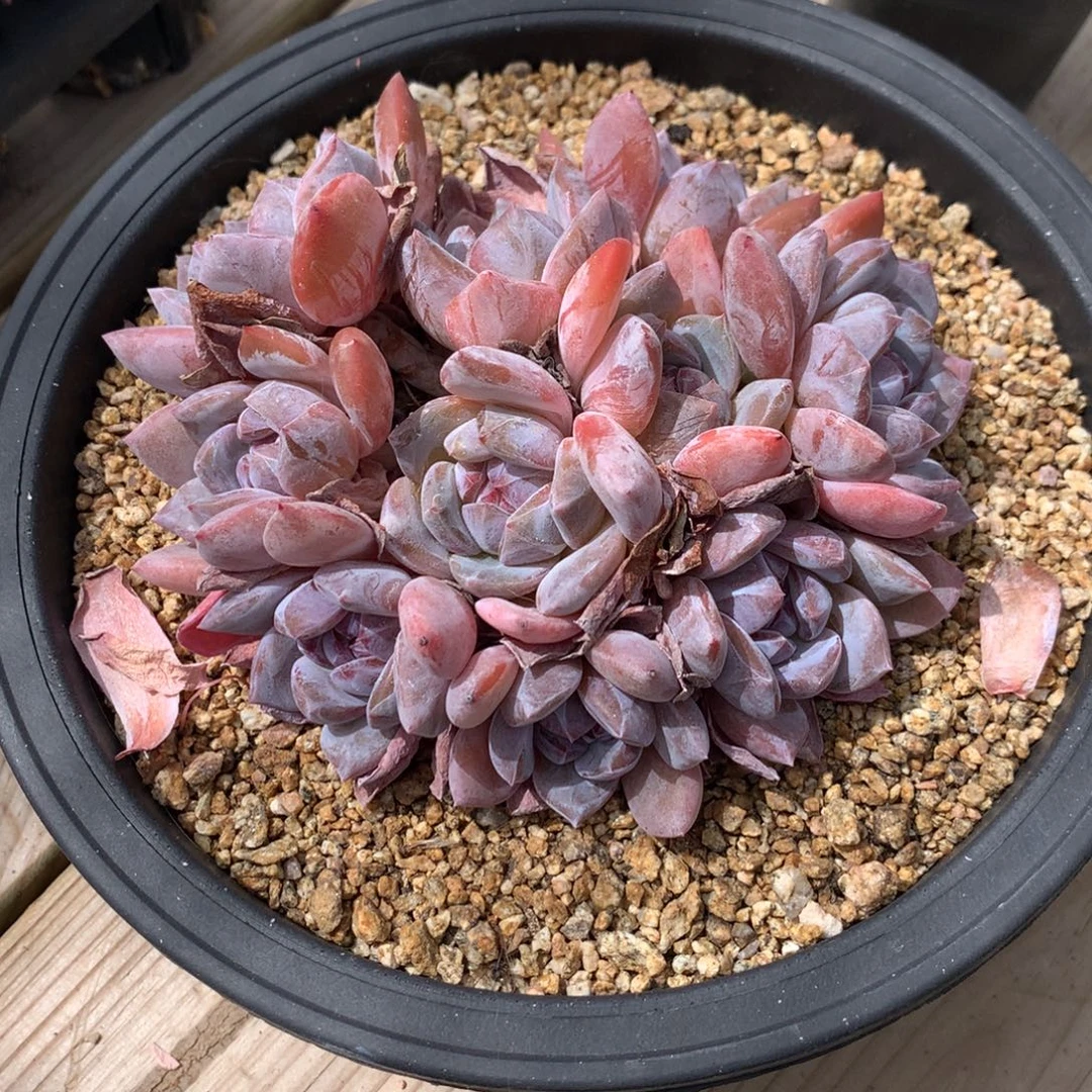 紫心星影发货多肉