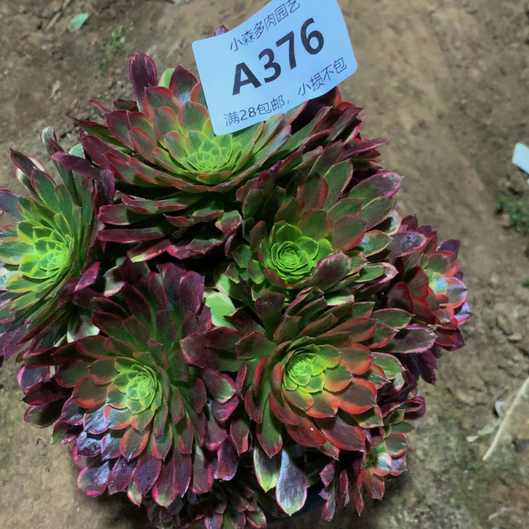 【闪购商品】铿****瑰376朝霞多肉