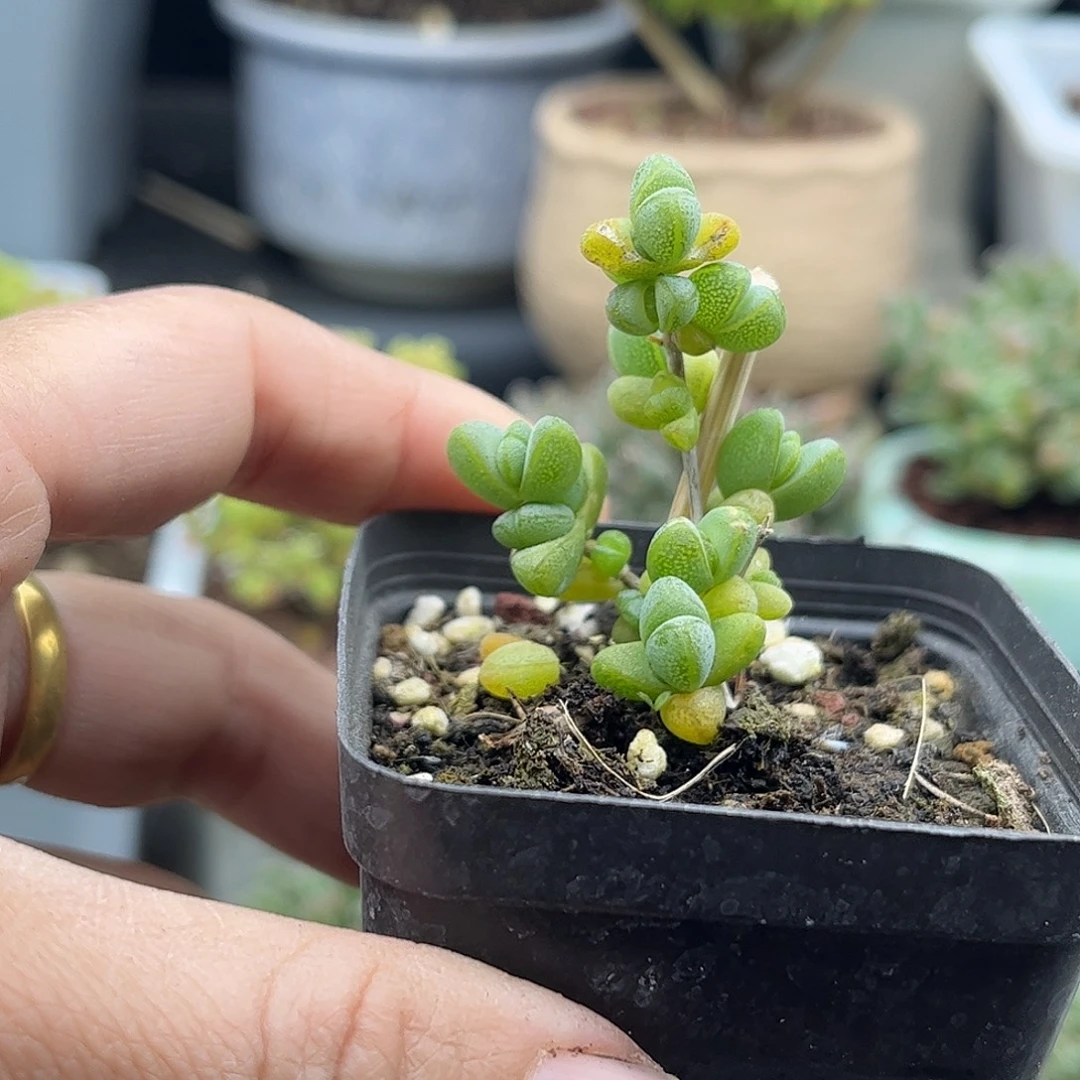 珊***️元宝优选枝干番杏