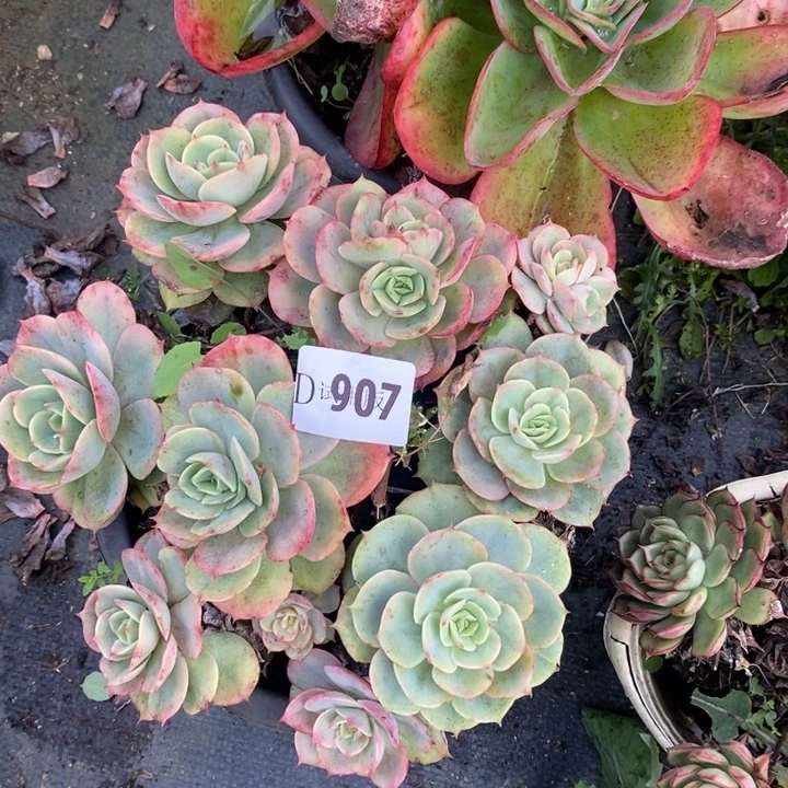 Q***琴907黄玫瑰多肉植物多肉