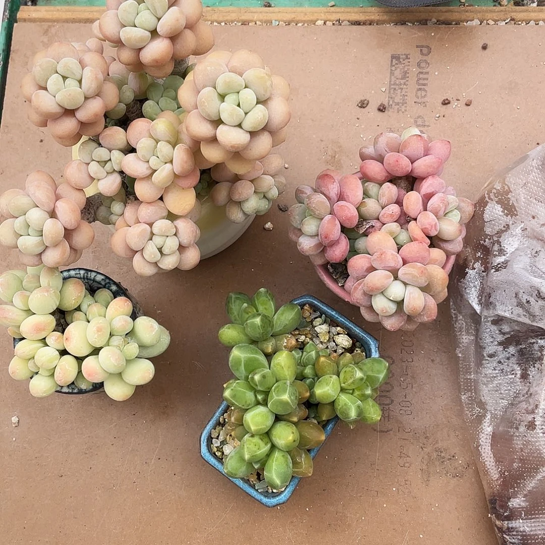 多肉植物的生长发育