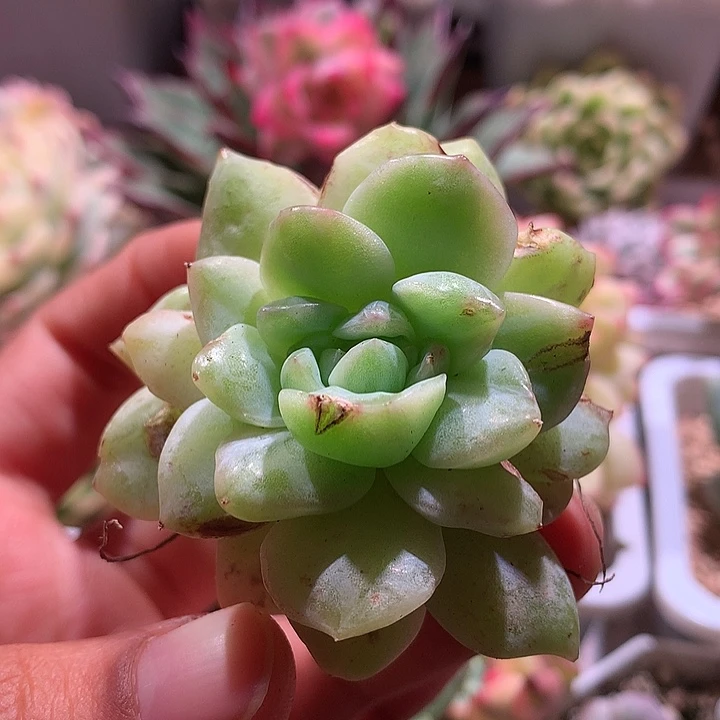 不知名锦有伤有根