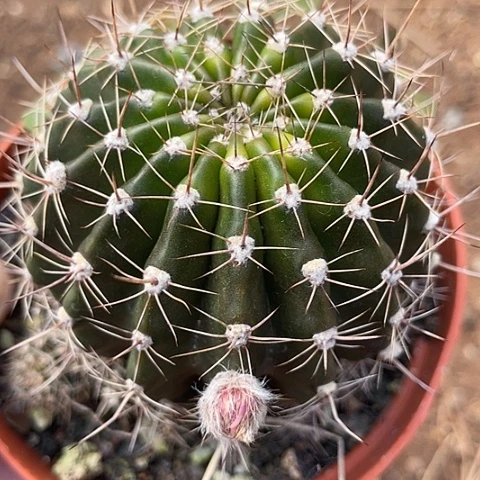 带花苞彩草带盆土发货