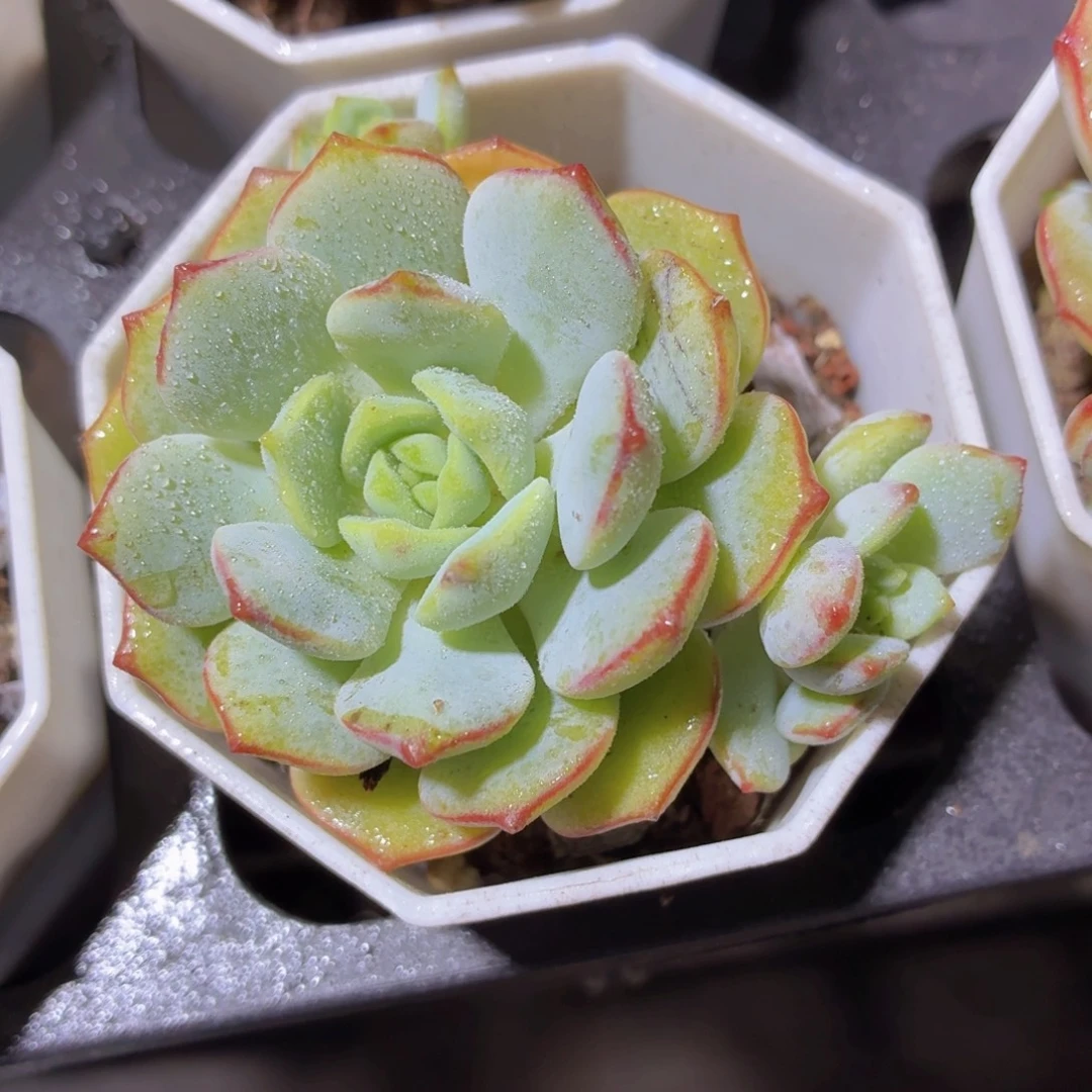 香草多肉9.9包邮发货
