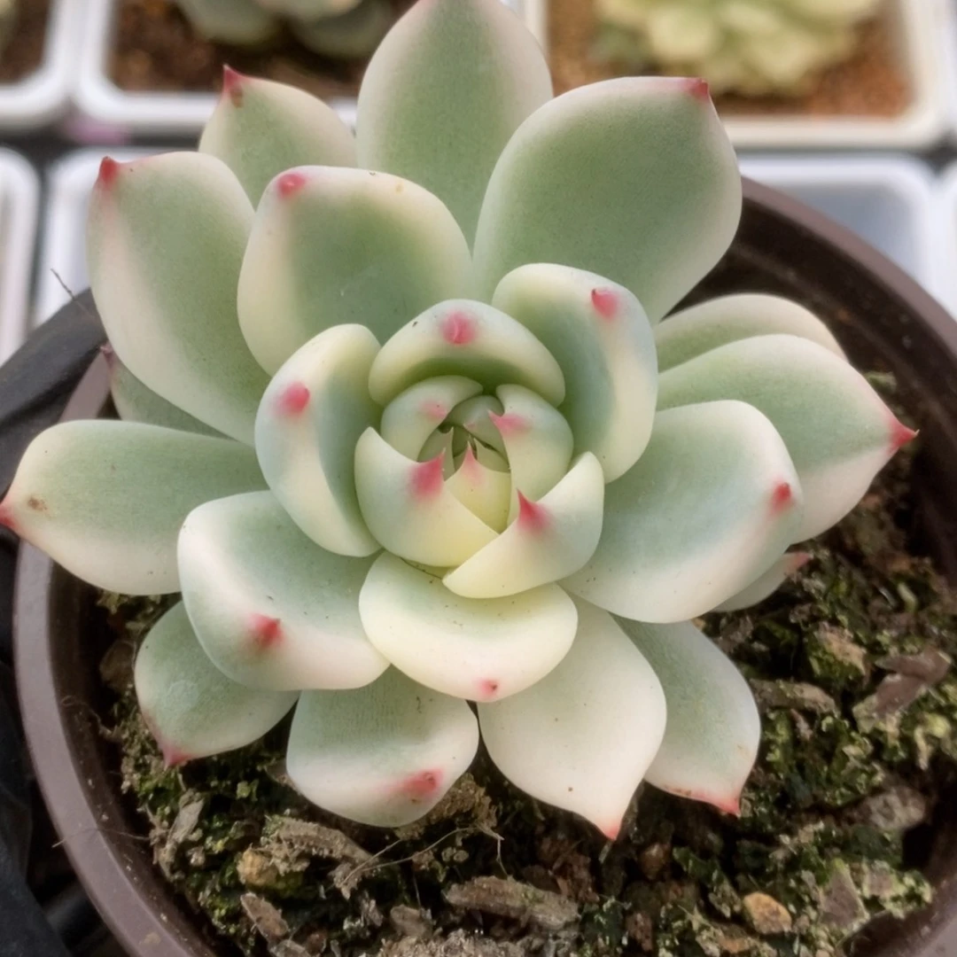 730锦锦锦锦锦锦锦锦