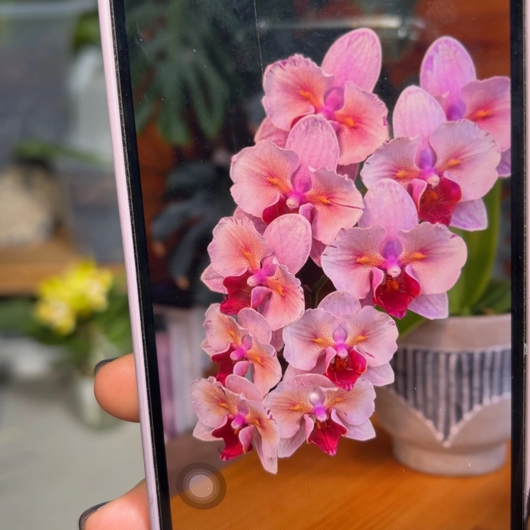 当前无花朵，栽培后可花朵樱花公主异