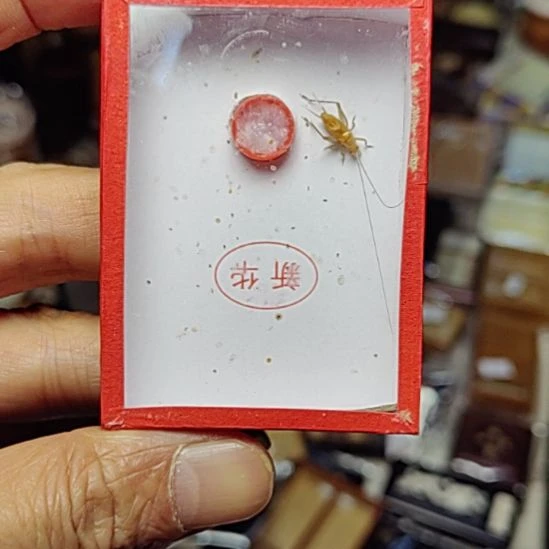 *****新华长须一条好好好好好好好好