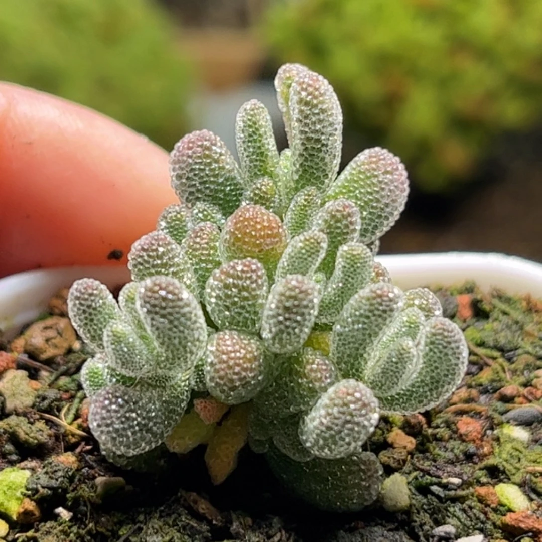 1772冰钻优选枝干