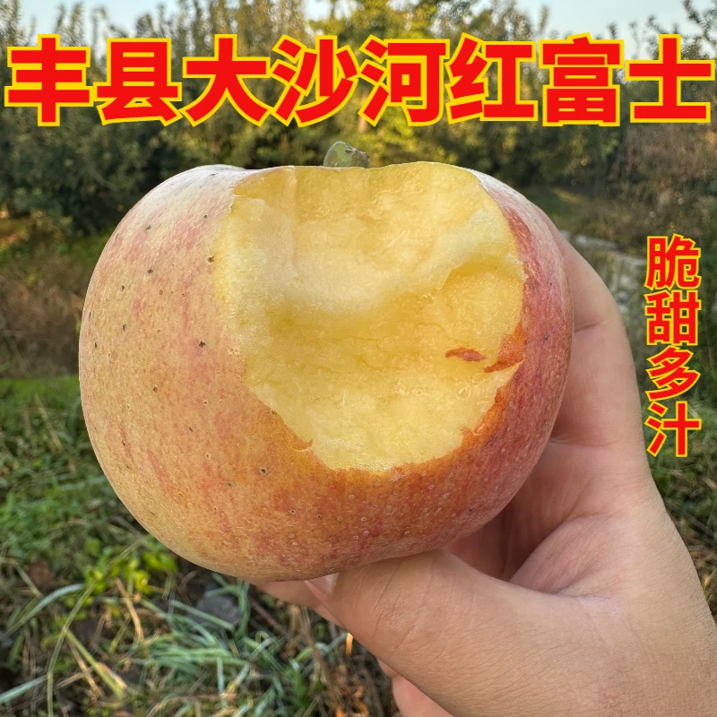 正宗丰县大沙河红富士 丑苹果 新鲜现摘5斤9斤 脆甜多汁