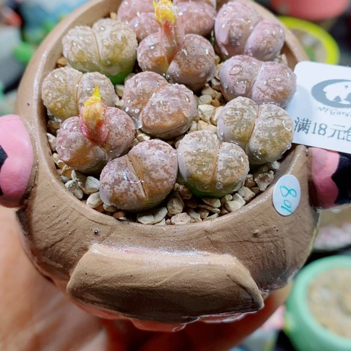 生石花花花花花花250