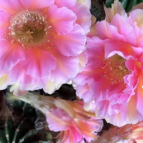 香妃仙人球246789