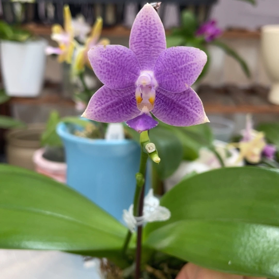 完全开放27叶瑕花期不保