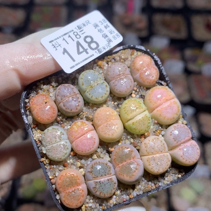 精品生石花118.148