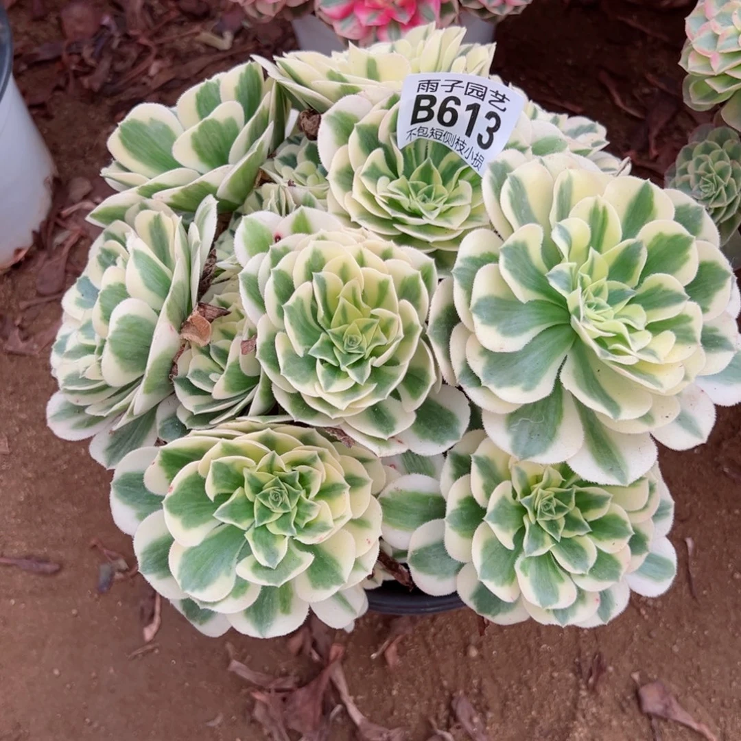 613迈巴赫尺寸20左右