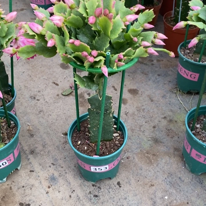 大部分花苞少量开放353嫁接073