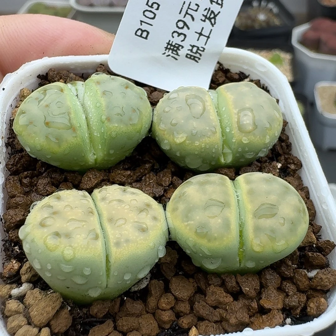 105多肉哈哈哈哈哈哈哈