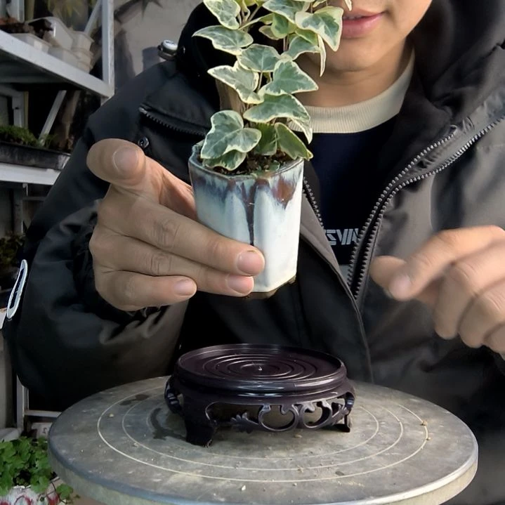 暴****?小盆景小植物一物一拍93