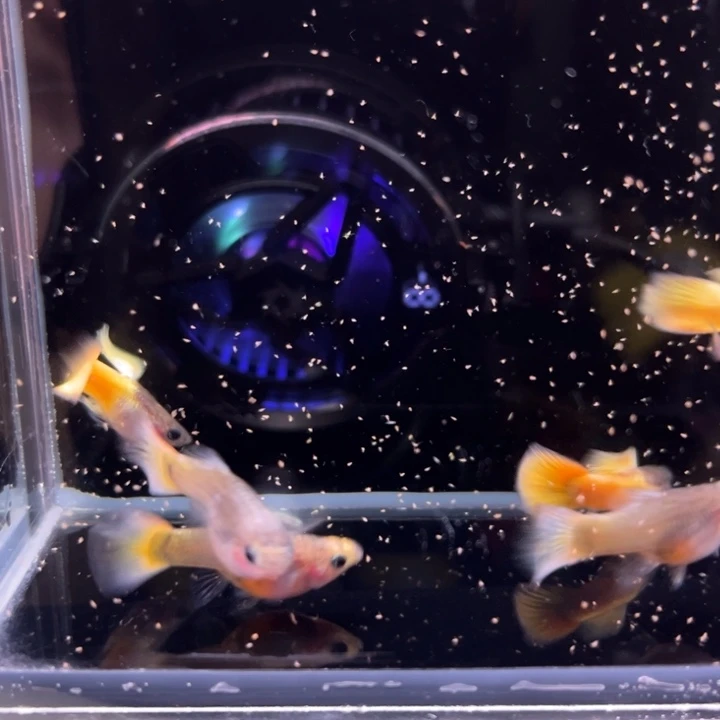孔雀鱼黄帽玻璃猫6条