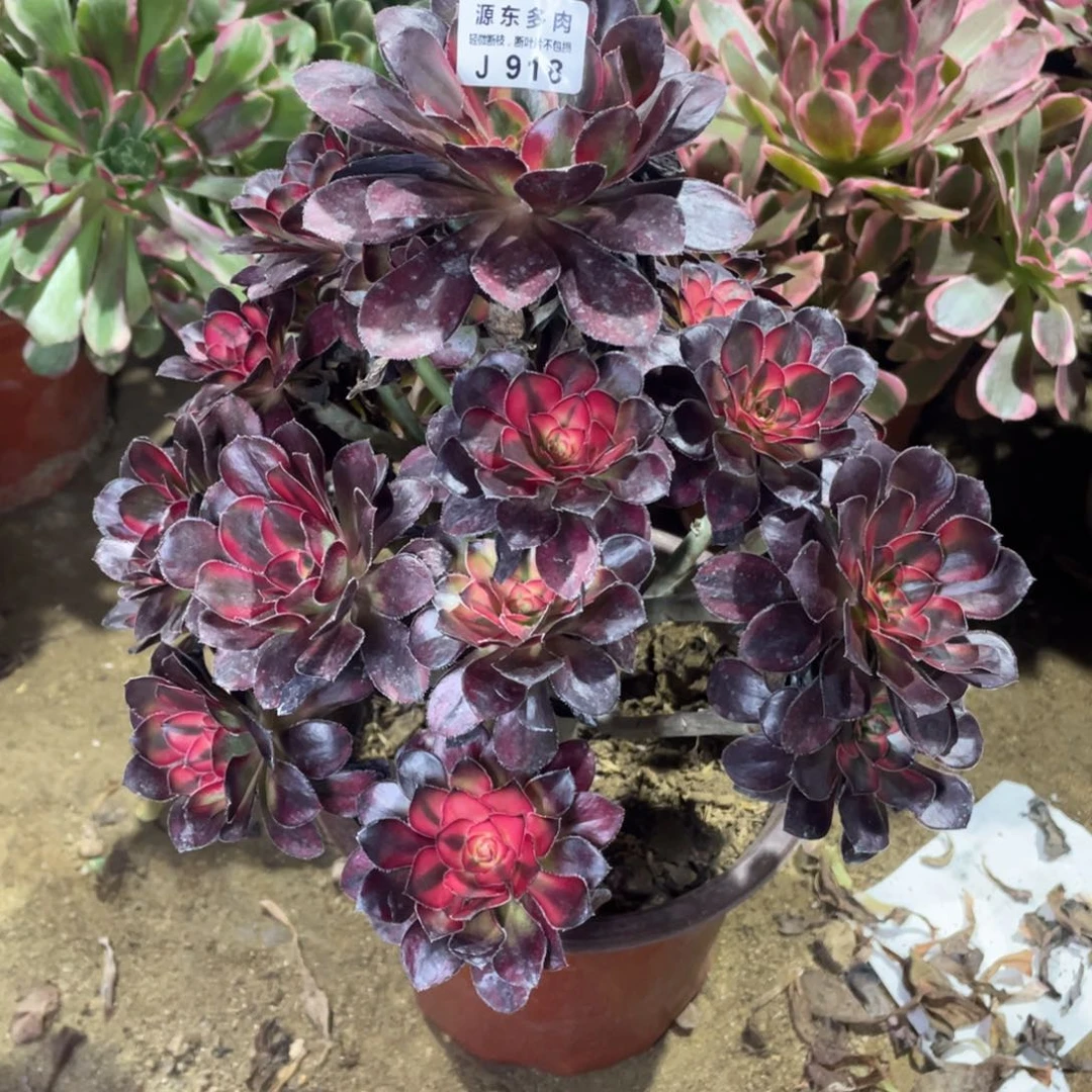 918花福蝶多肉法师断枝不包