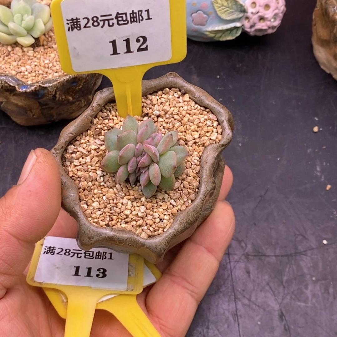 1112秦心缀多肉植物……