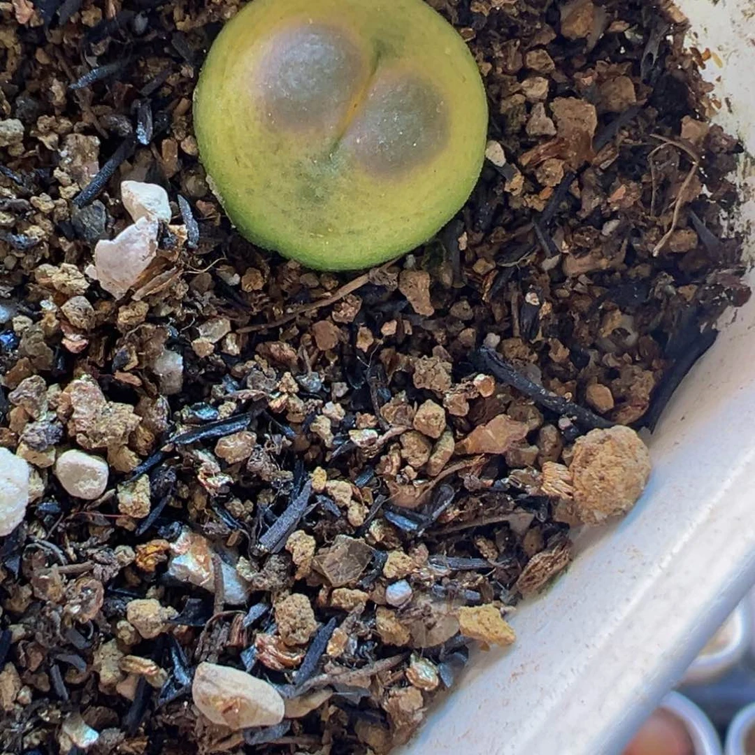 拉登多肉带盆百科1