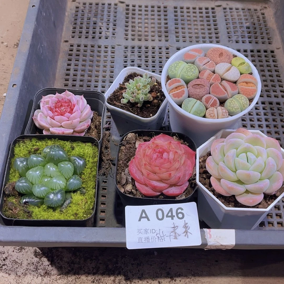 多肉046多肉植物