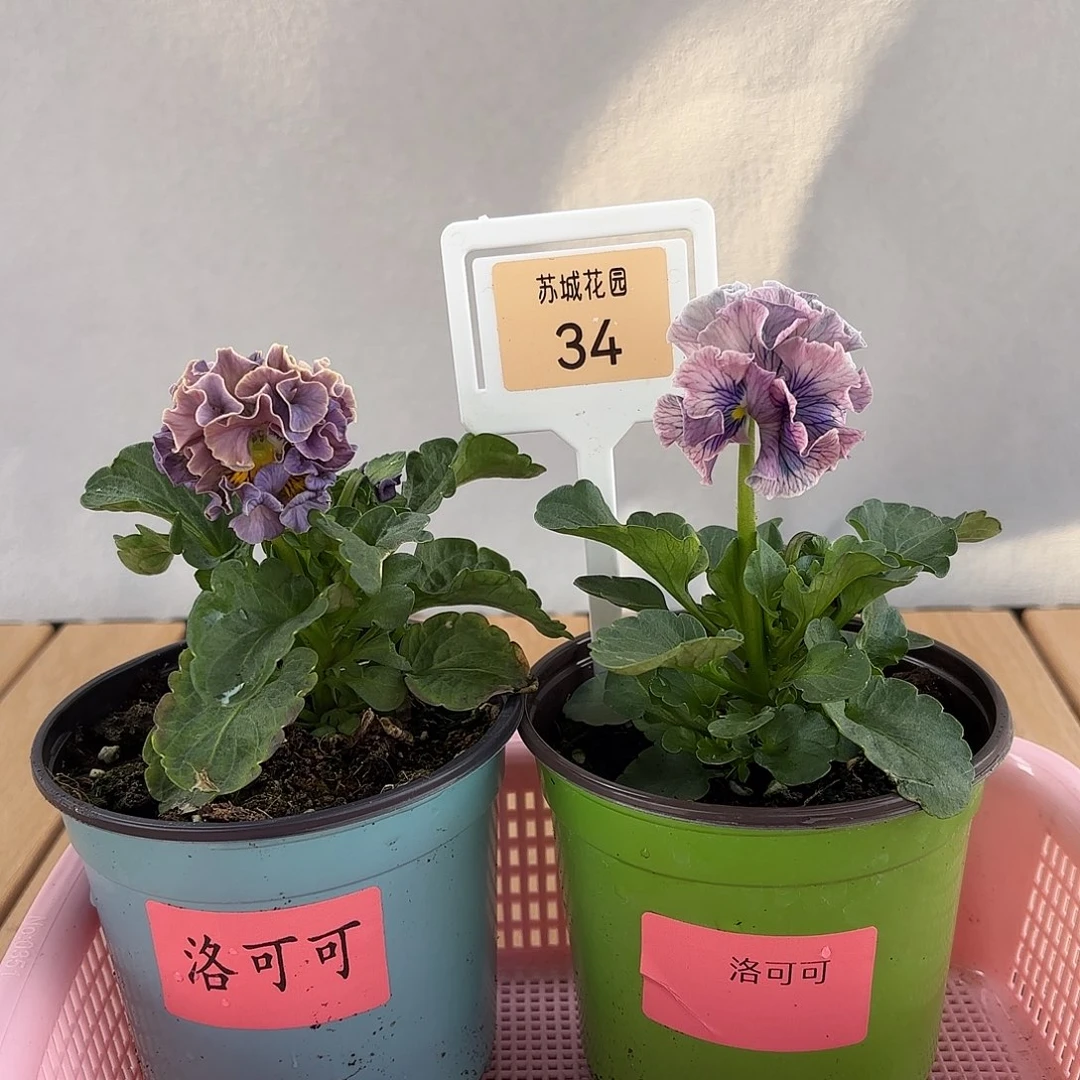 大部分开放少量花苞34