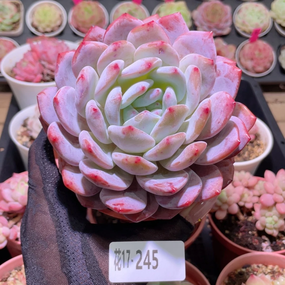 花利美17-245橙梦露