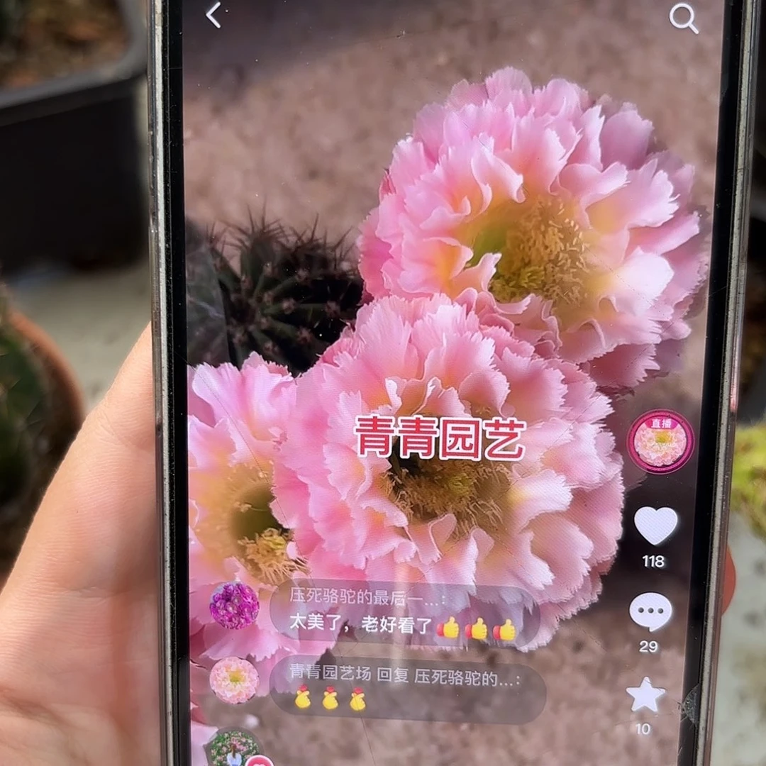 彩草颜如玉6.5公分左右