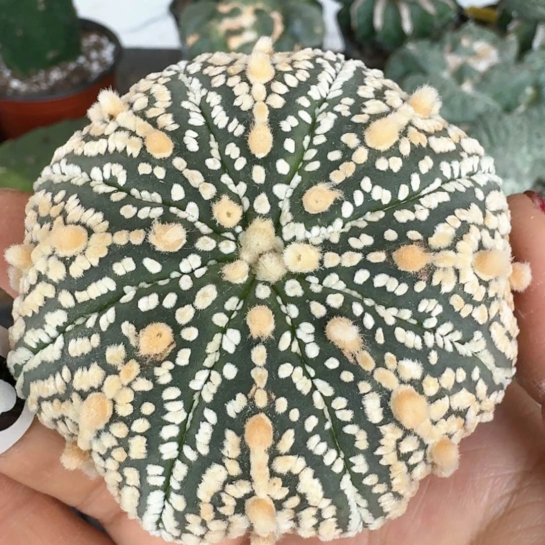 【闪购商品】无花朵落地兜709