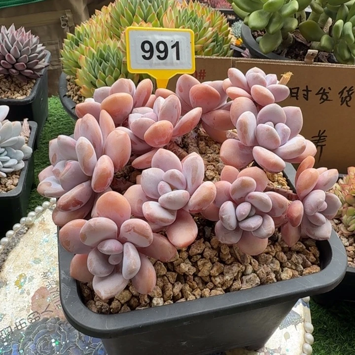 粉兔群一物一拍991