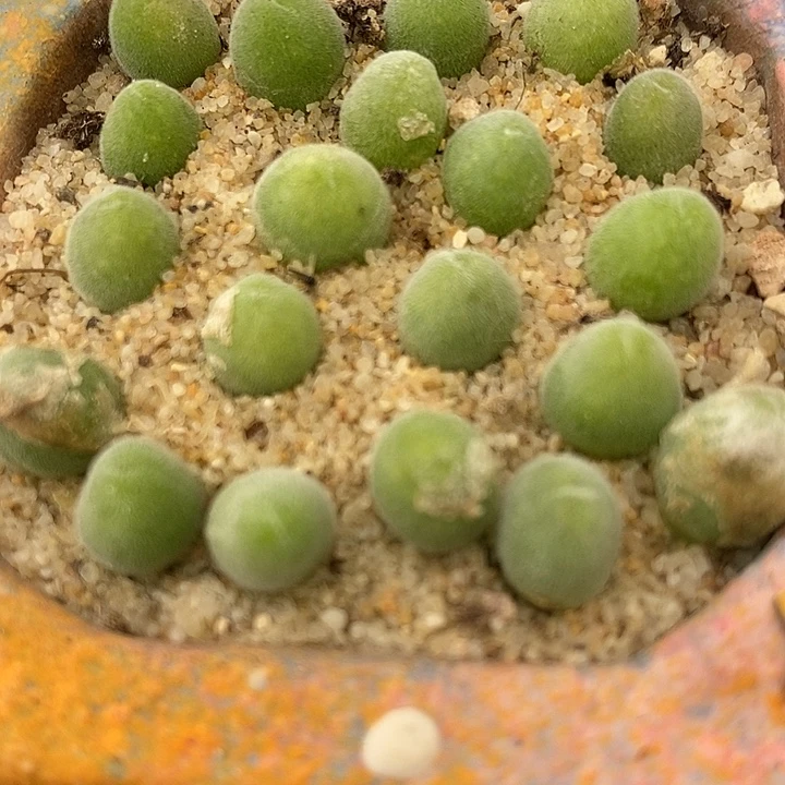园艺宝辉一颗挑大的发货