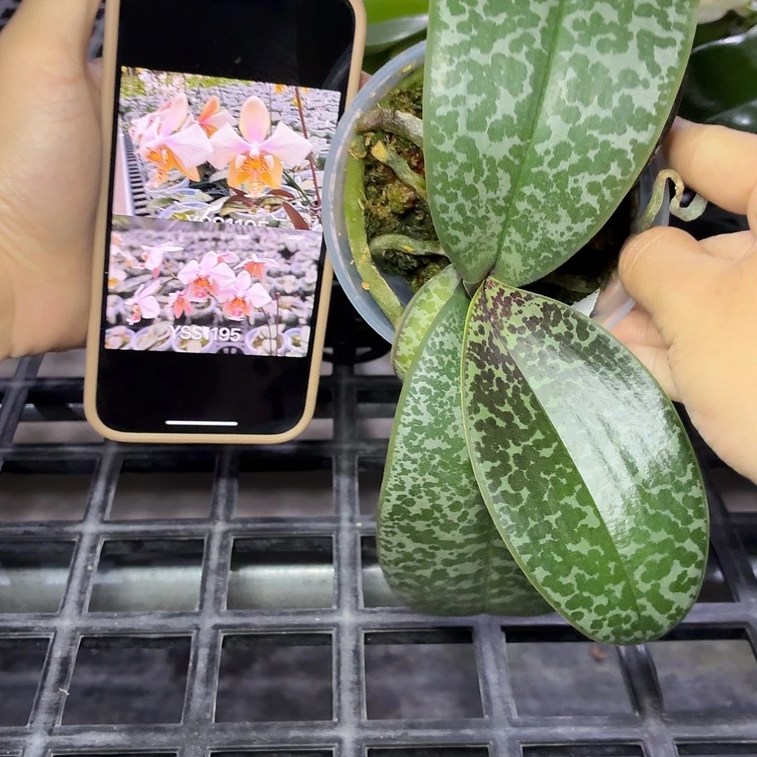 当前无花朵，栽培后可花朵A801yss1195飞鸟西交黄史