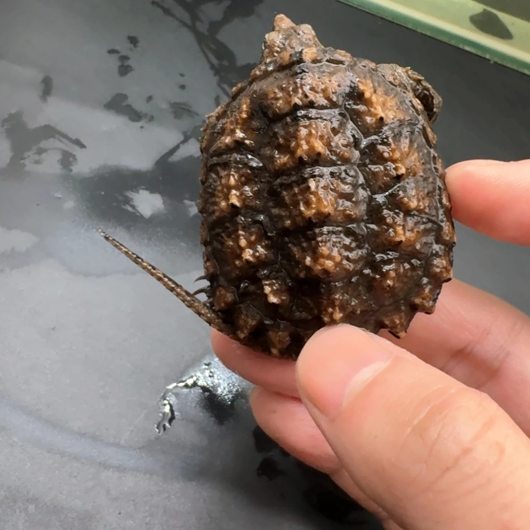 小鳄龟不分公母444