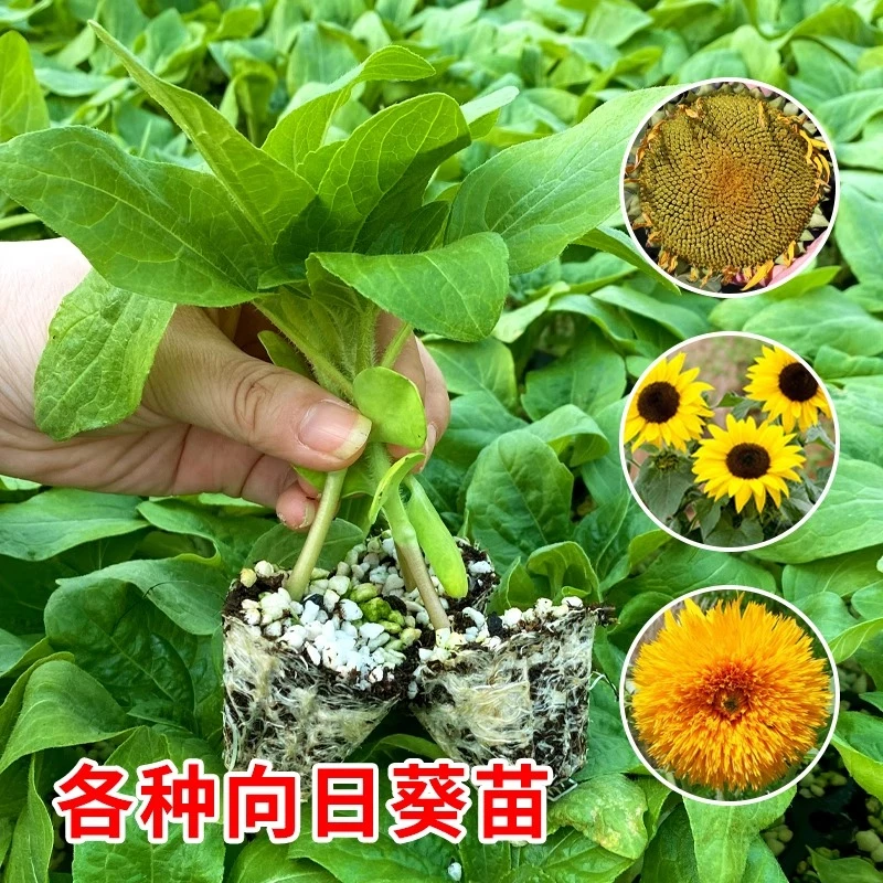 高产向日葵苗矮生油葵可观赏实验食用活苗四季蔬菜秧苗盆栽种苗子