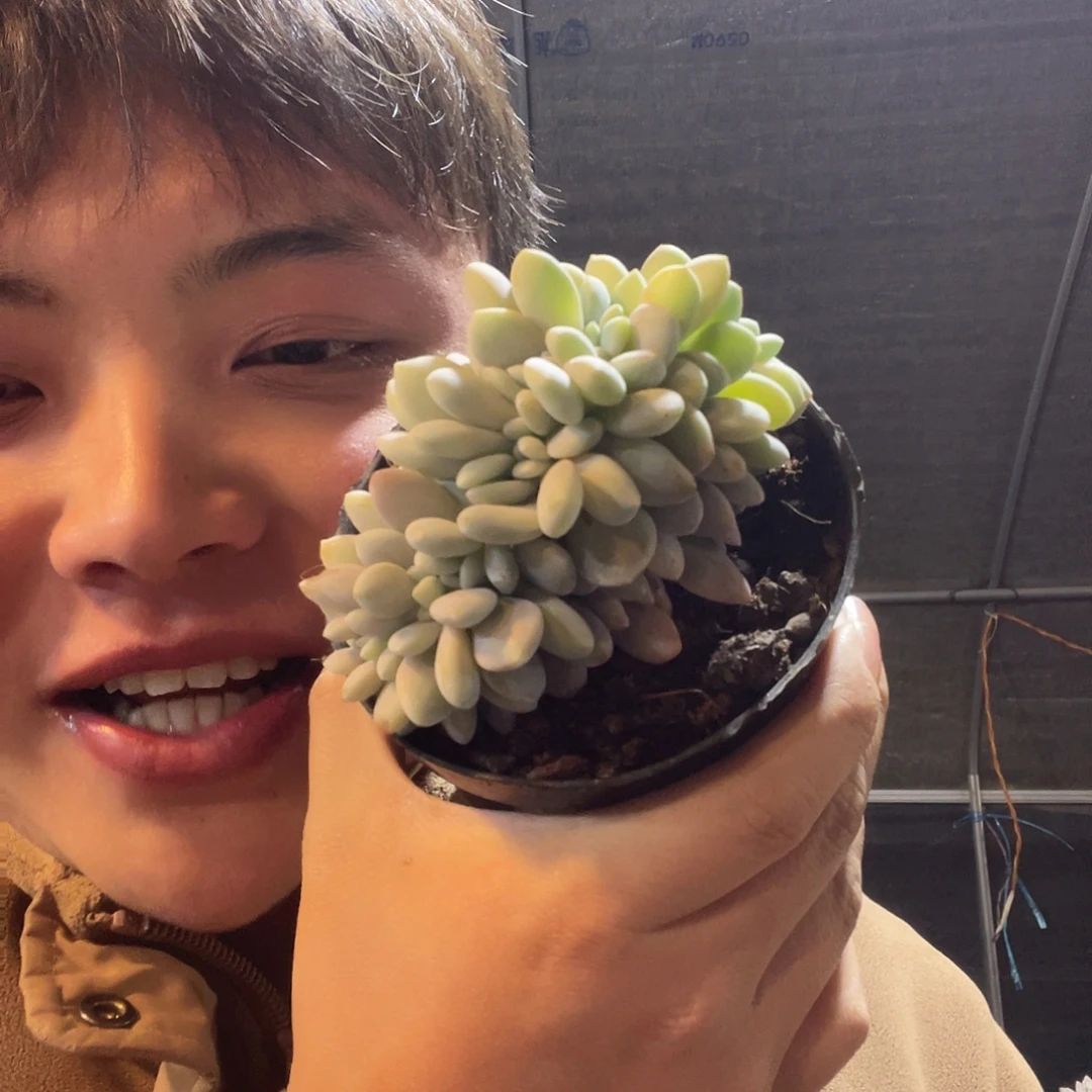粉兔缀满20包邮脱土发货