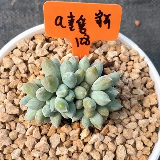 胖哥特朵朵缀化一个