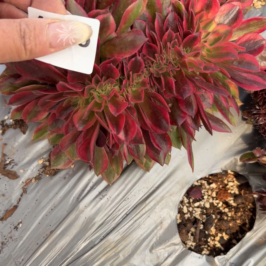 嗯4295 号法师多肉植物特价