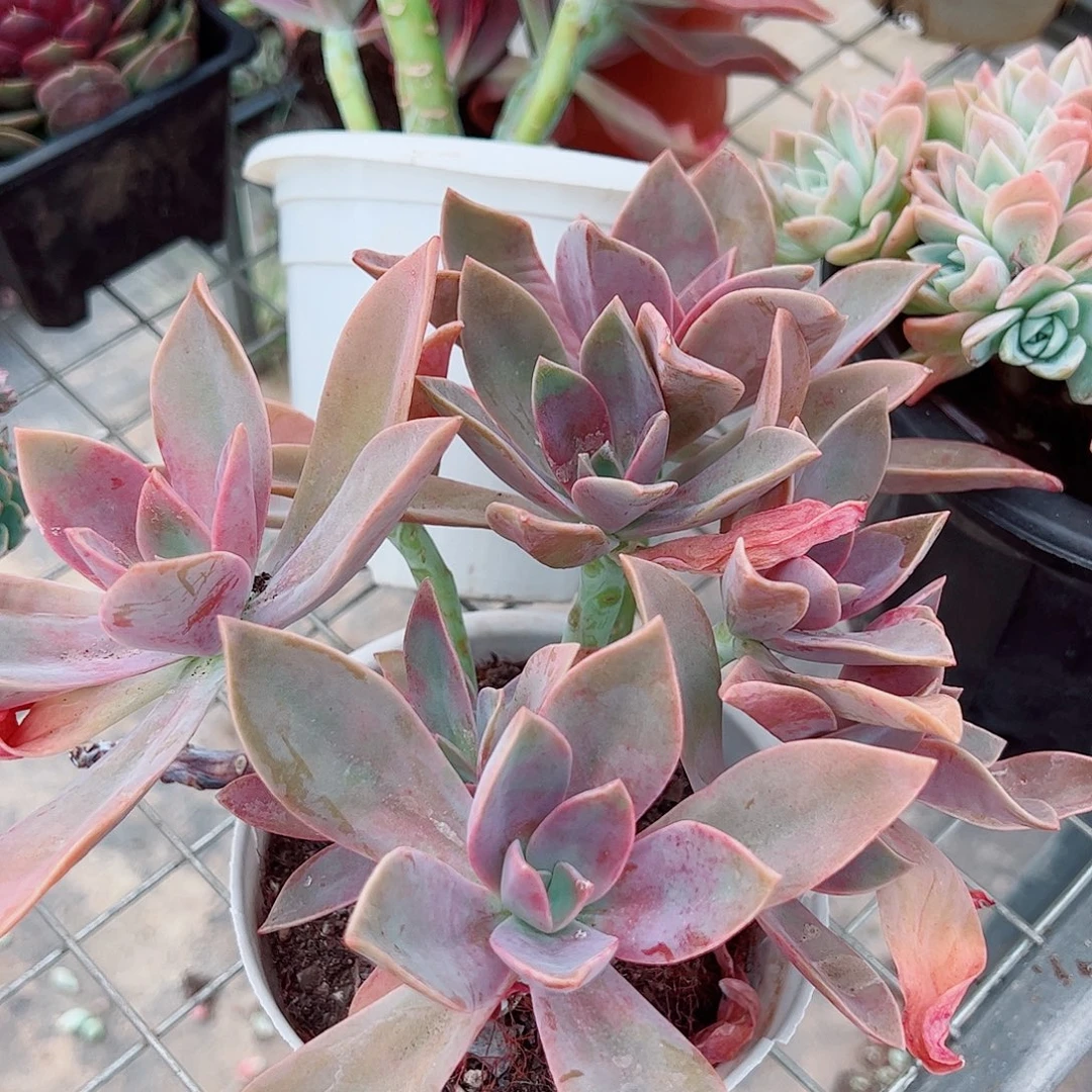 太妃糖多头群生老桩