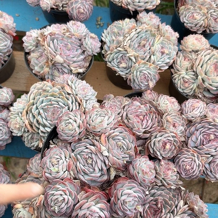 惊鸿贝贝多肉0000000000