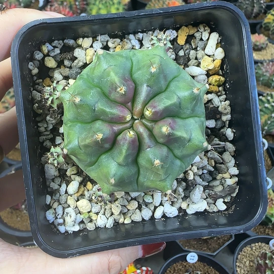 皮色球喜欢直接拍就行