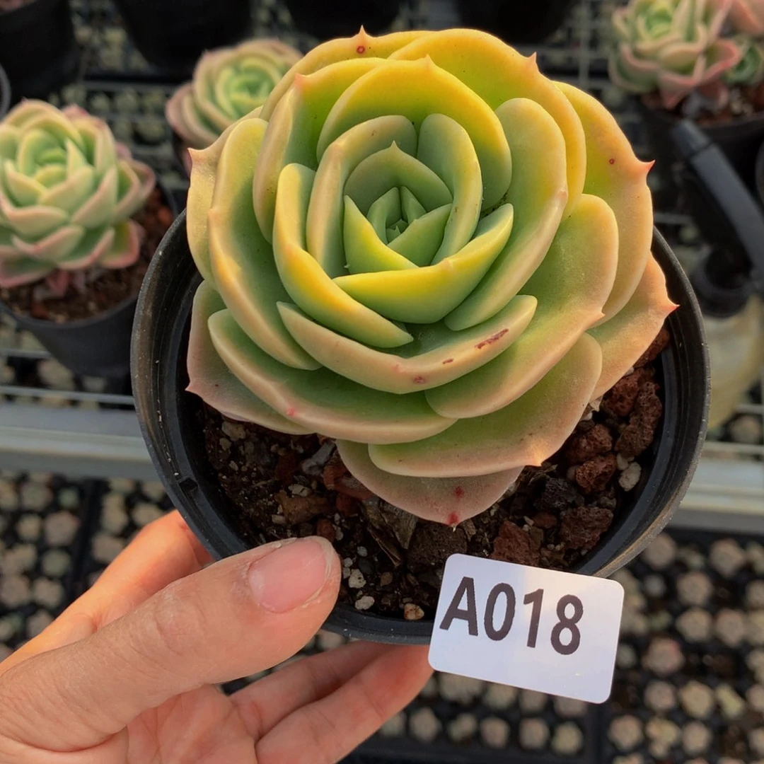 平***肉018星纳塔恩恩恩克