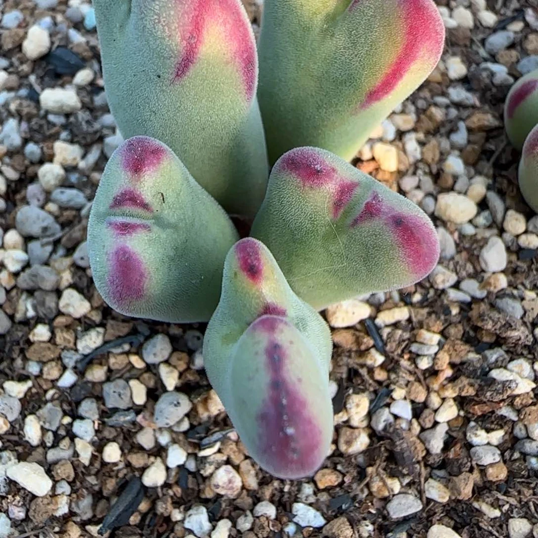 陈**?2.7多肉外播场沙文25号