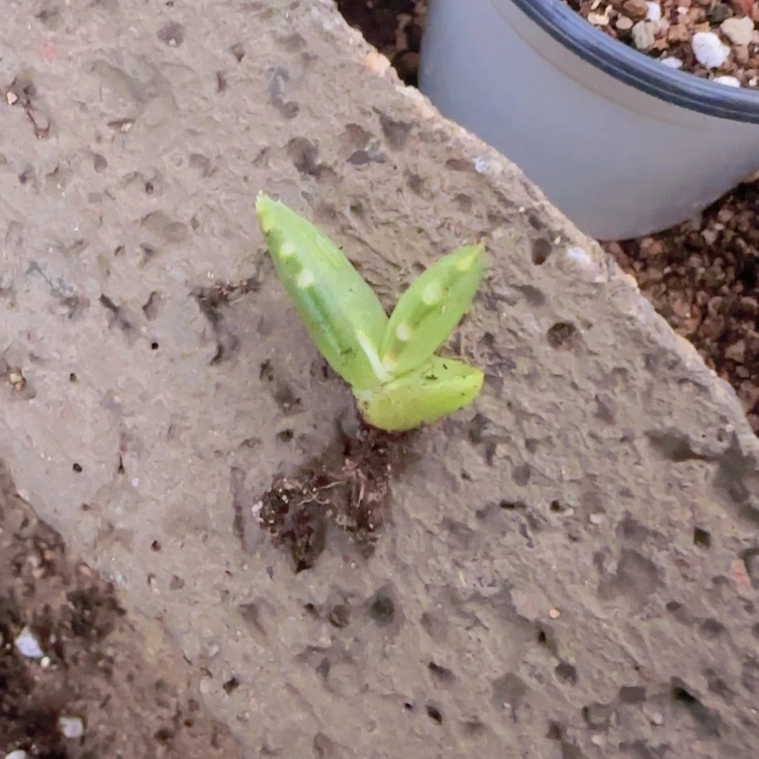 块根植物块根植物
