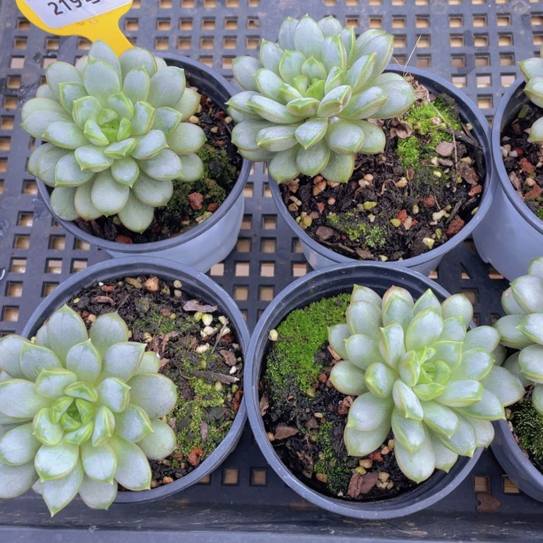 219号 开播福利老桩冰糖心葡萄单头一个