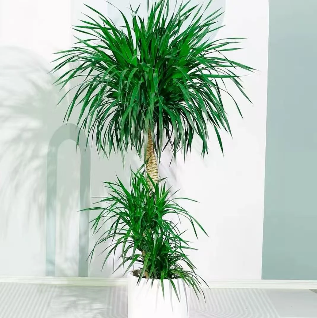 多层造型龙血树室内大型绿植净化空气旺宅四季常绿