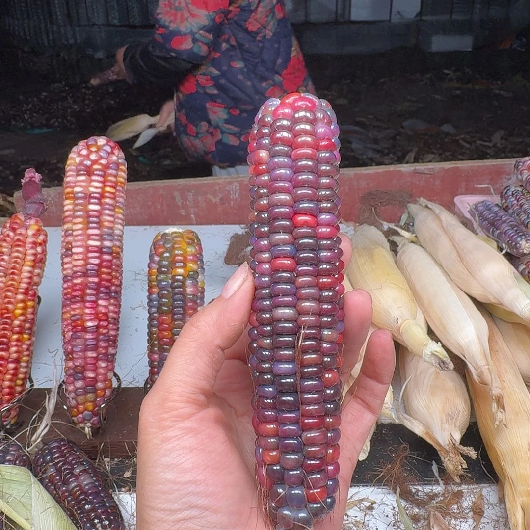 空***柏香籽/百香籽吊坠