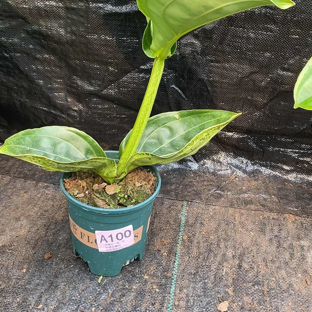 木本7***秋木本花卉100叶损